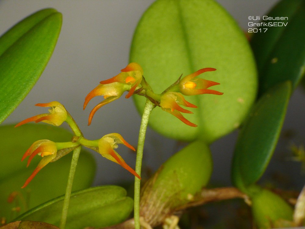 Bulbophyllum stellatum